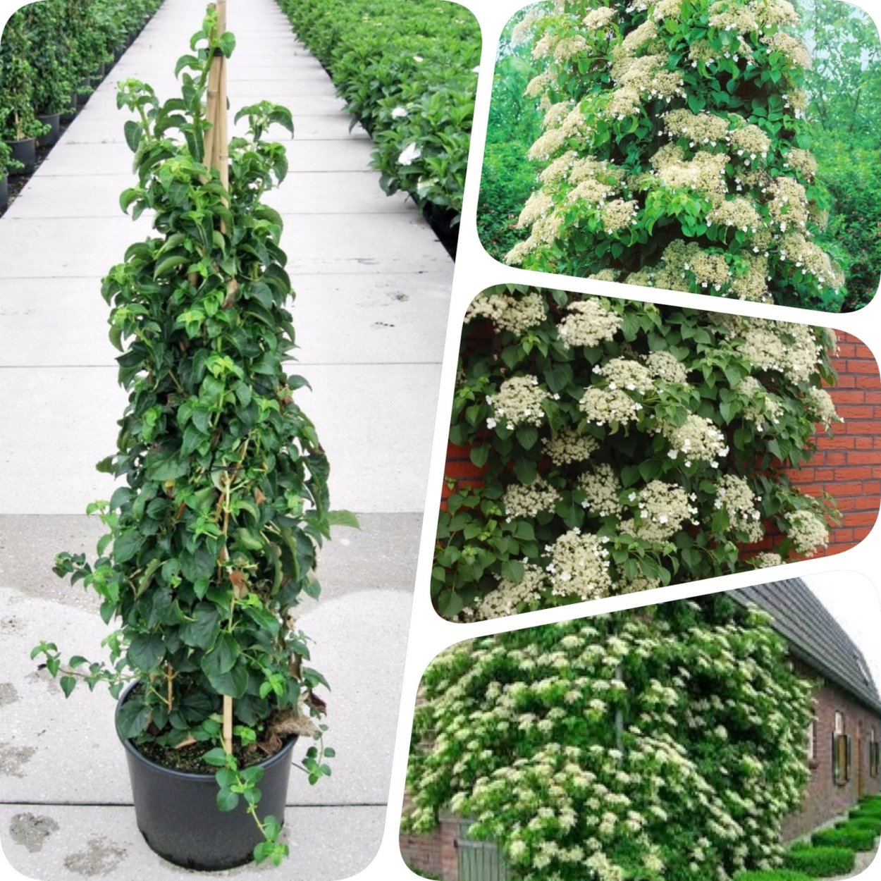 Гортензия вьющаяся (anomala subsp. Petiolaris)