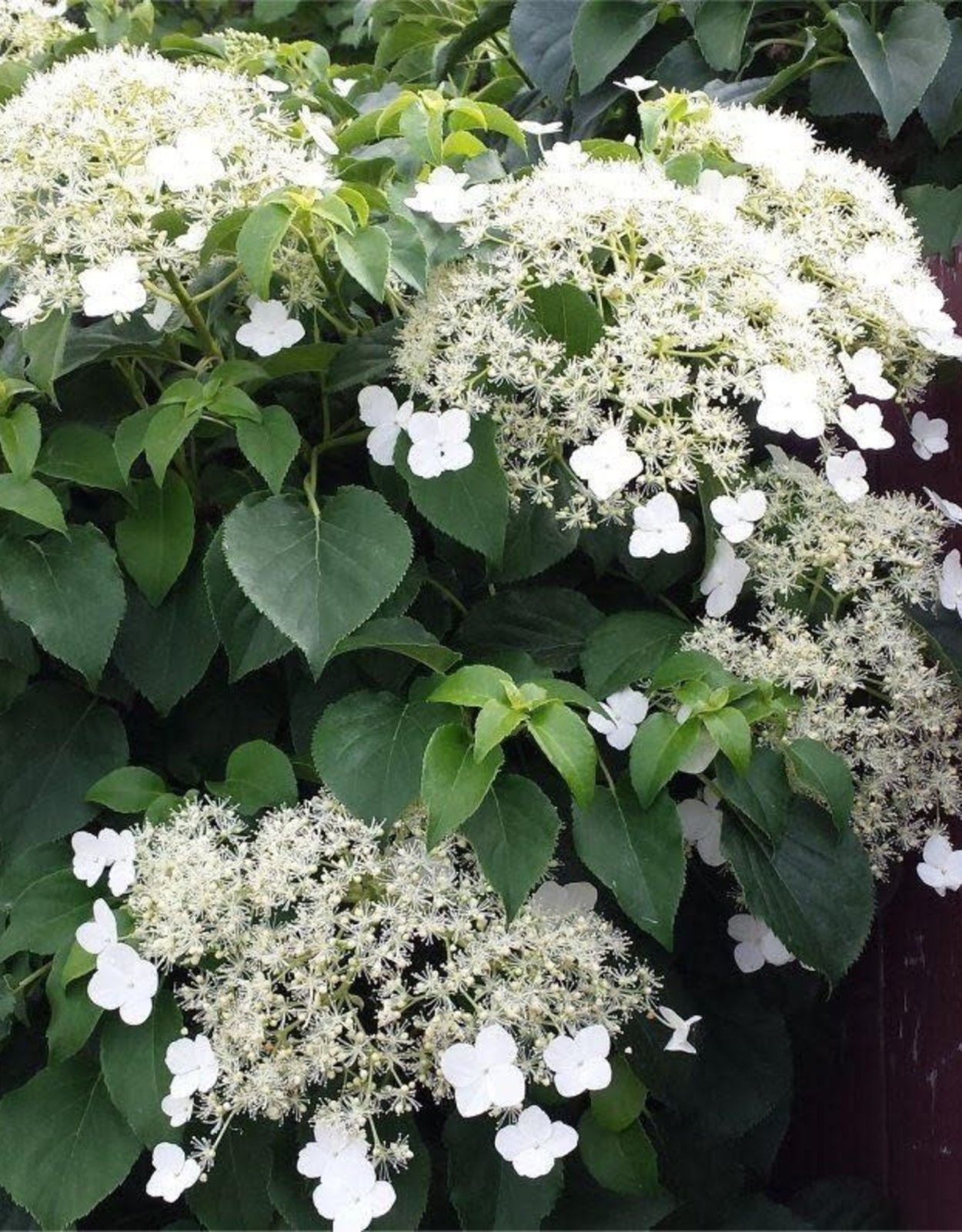 Гортензия черешковая кордифолия