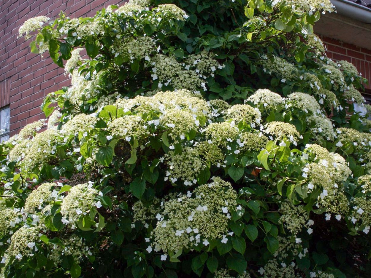 Клематис белый мелкоцветковый на арке