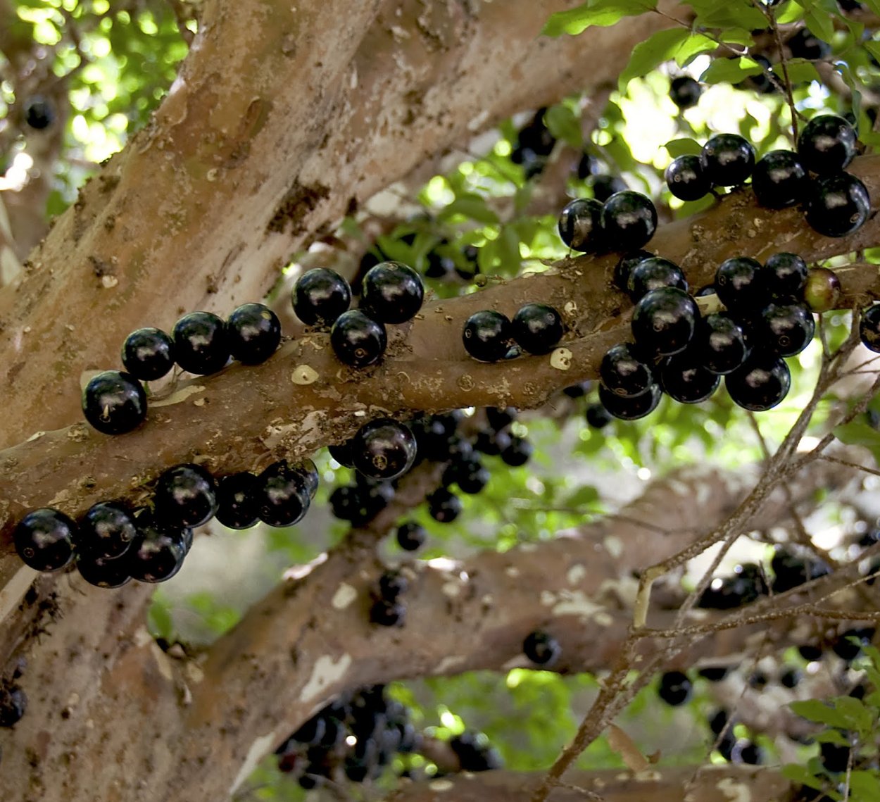 Дерево джаботикаба