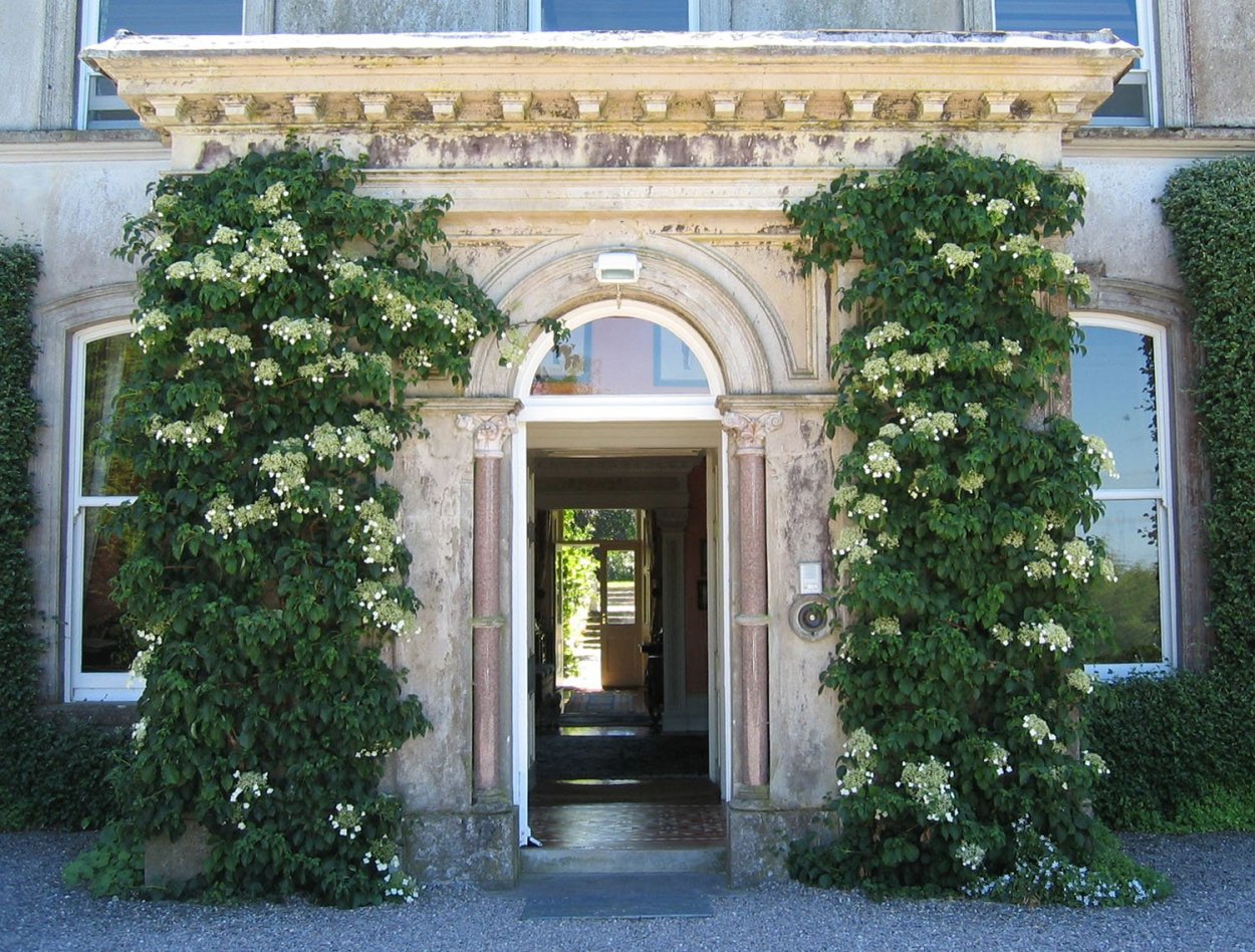 Гортензия черешковая цветение