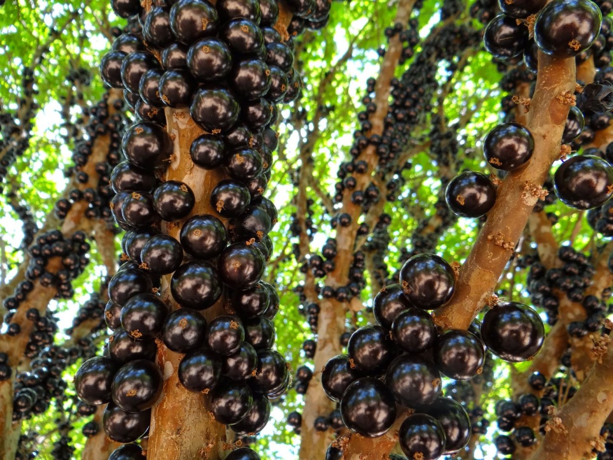 Дерево джаботикаба