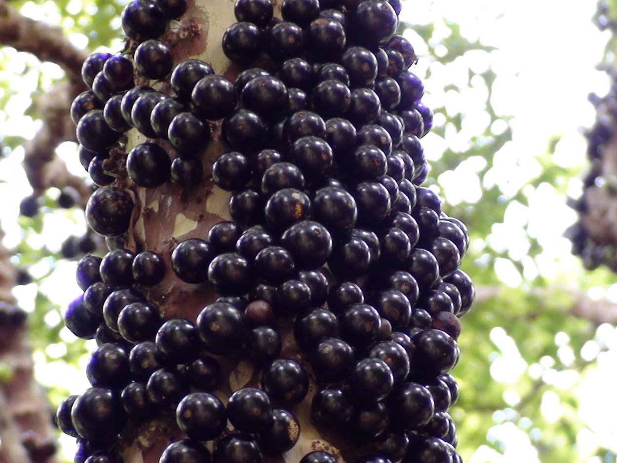 Жаботикаба Цветущая