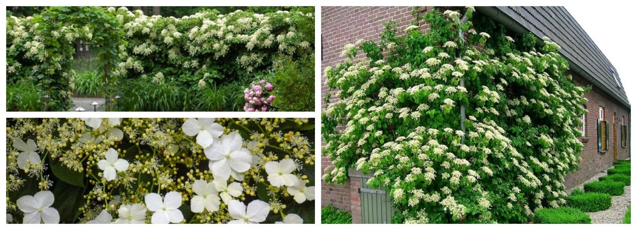 Гортензия черешковая вьющаяся Лиана