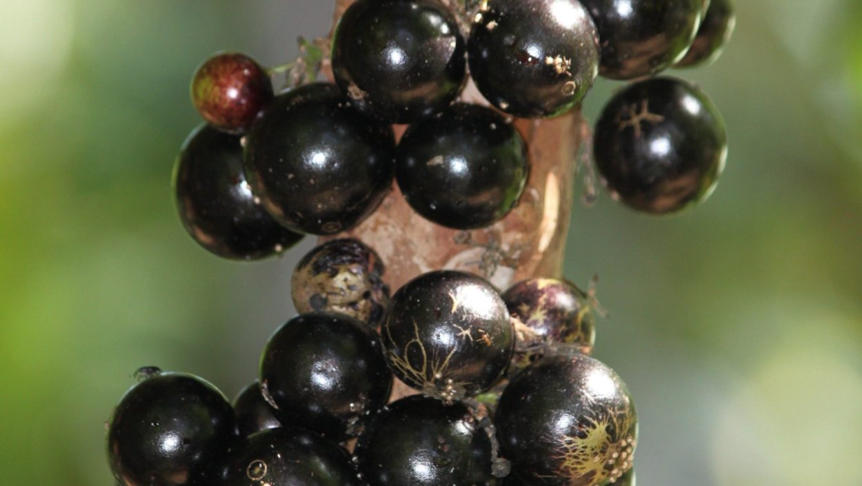 Листья Жаботикаба