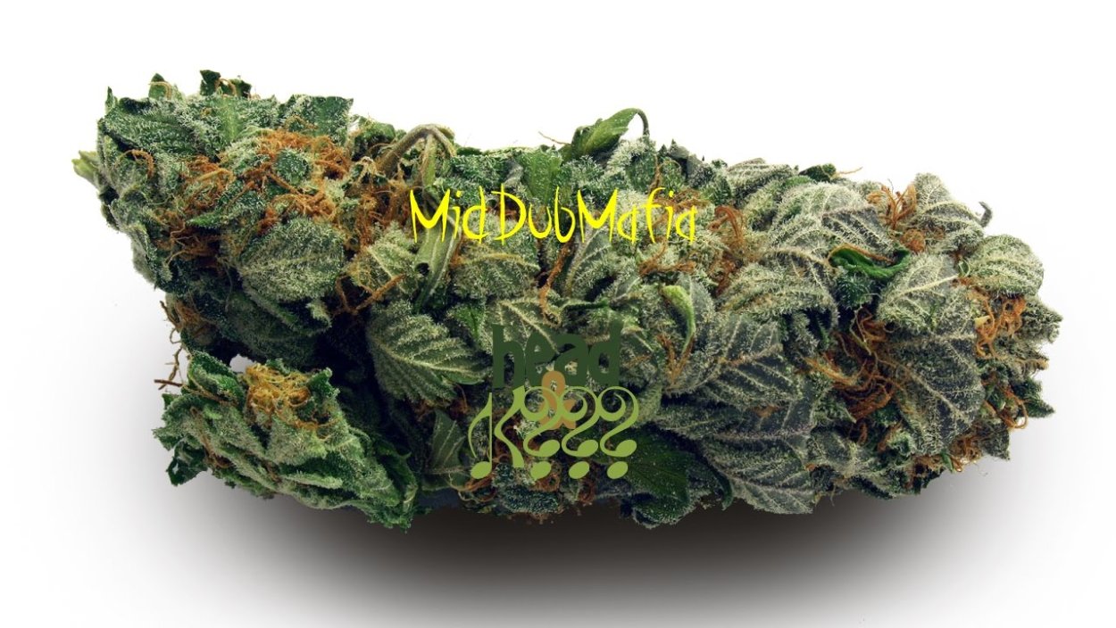 Дурнишник зобник