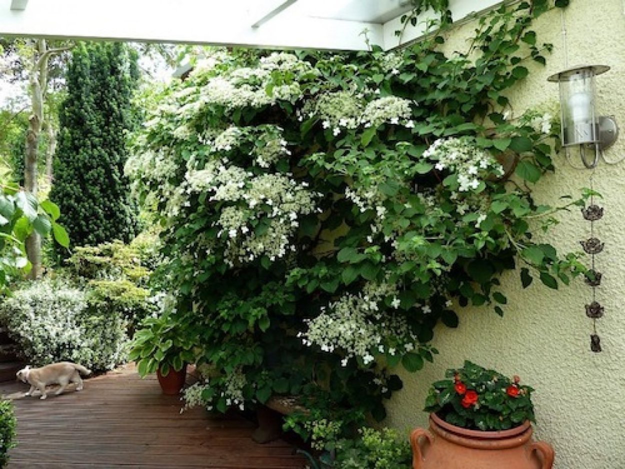 Гортензия черешковая petiolaris