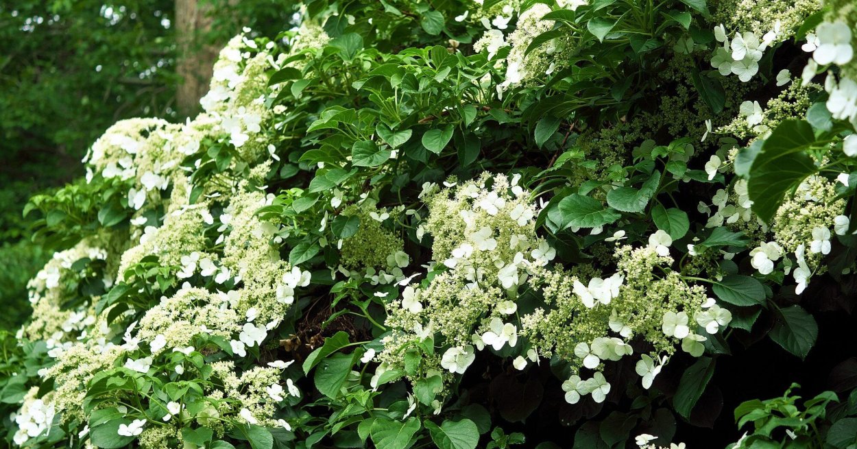 Опора для черешковой гортензии