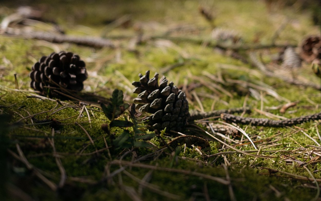 Трава с шишками