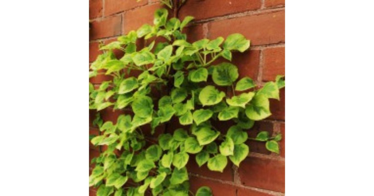 Гортензия синяя куст