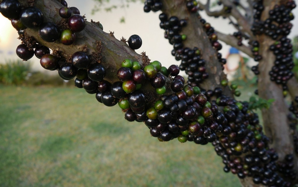 Виноградного дерева Жаботикаба