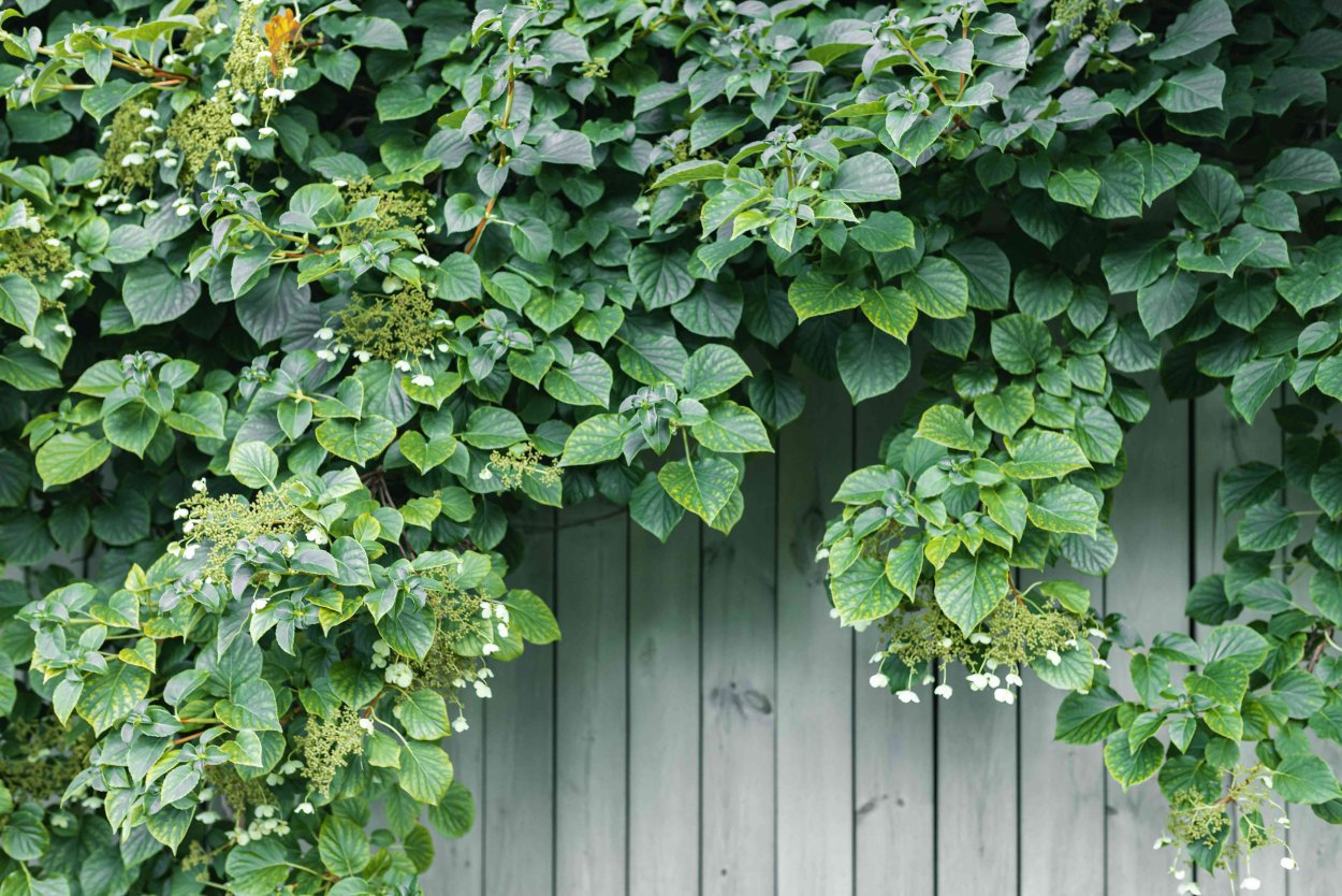 Гортензия Сильвер ЛИНИНГ вьющаяся