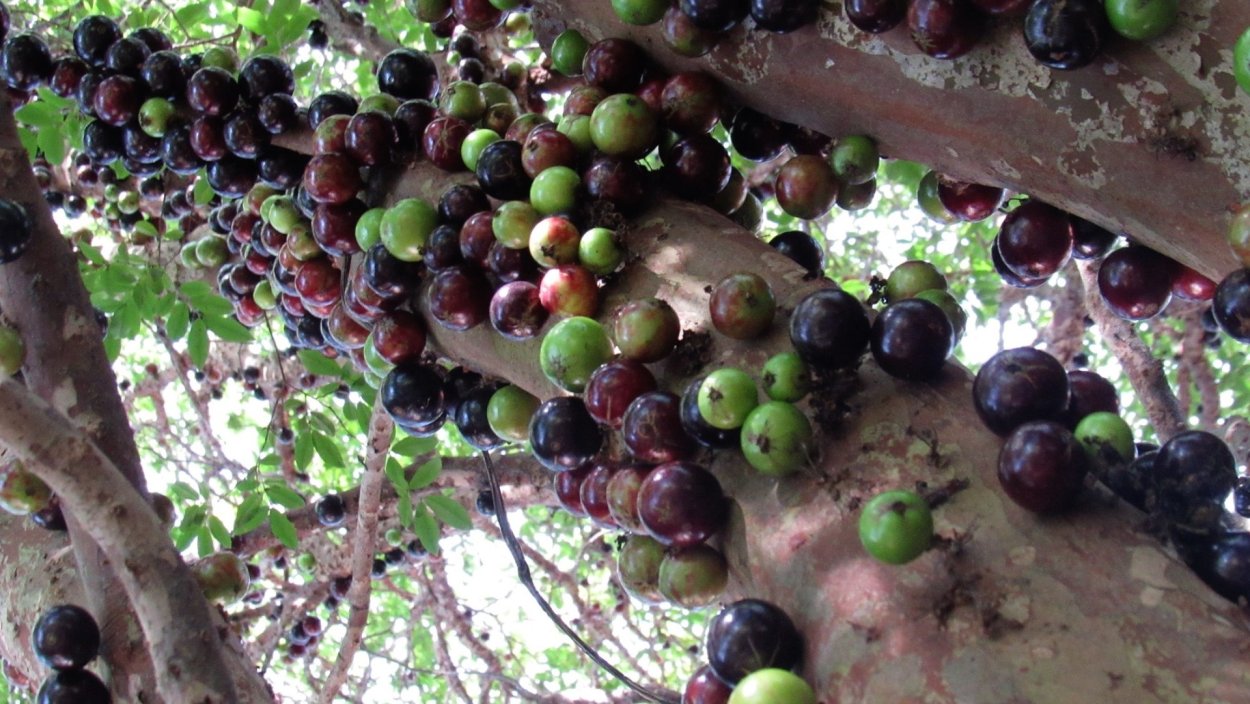 Джаботикаба бразильское виноградное