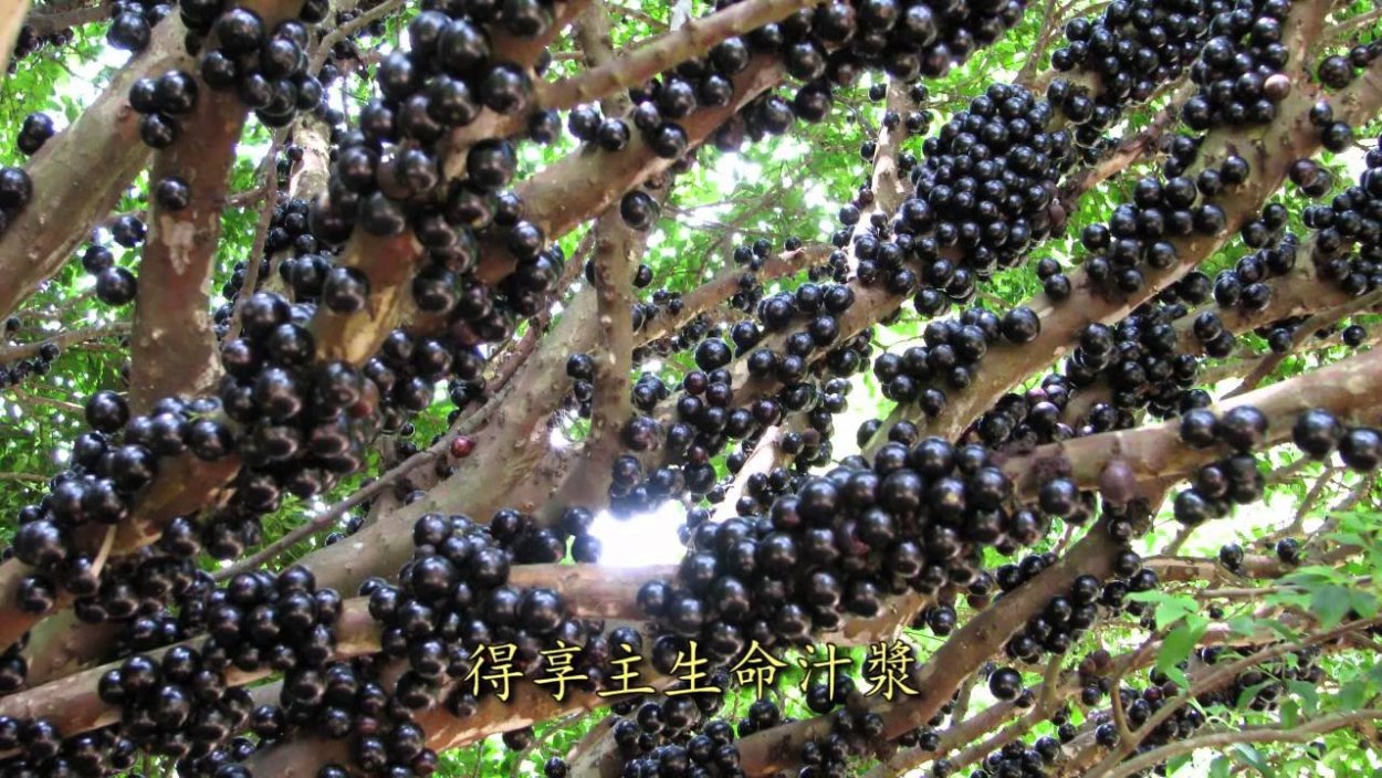 Дерево джаботикаба