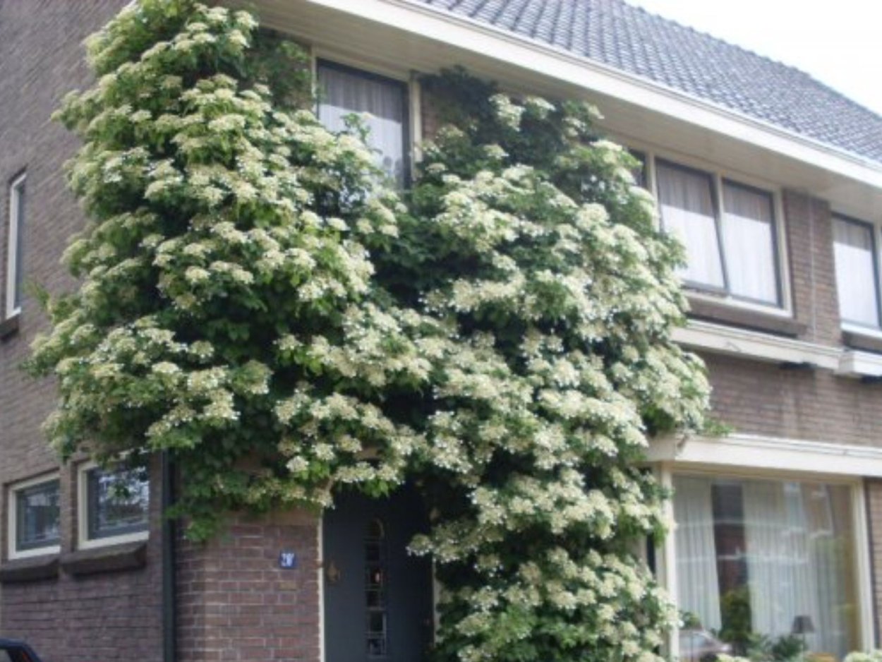 Гортензия ползучая Лиана