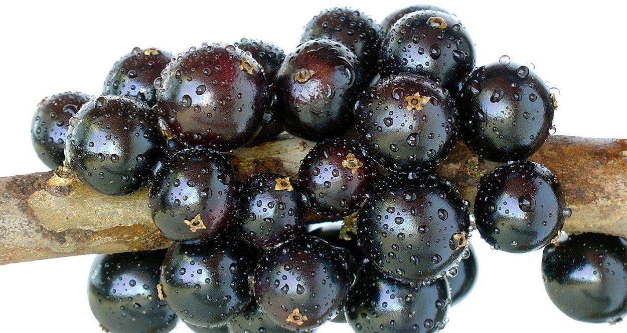 Бразильское виноградное дерево - джаботикаба (джаботикаба)