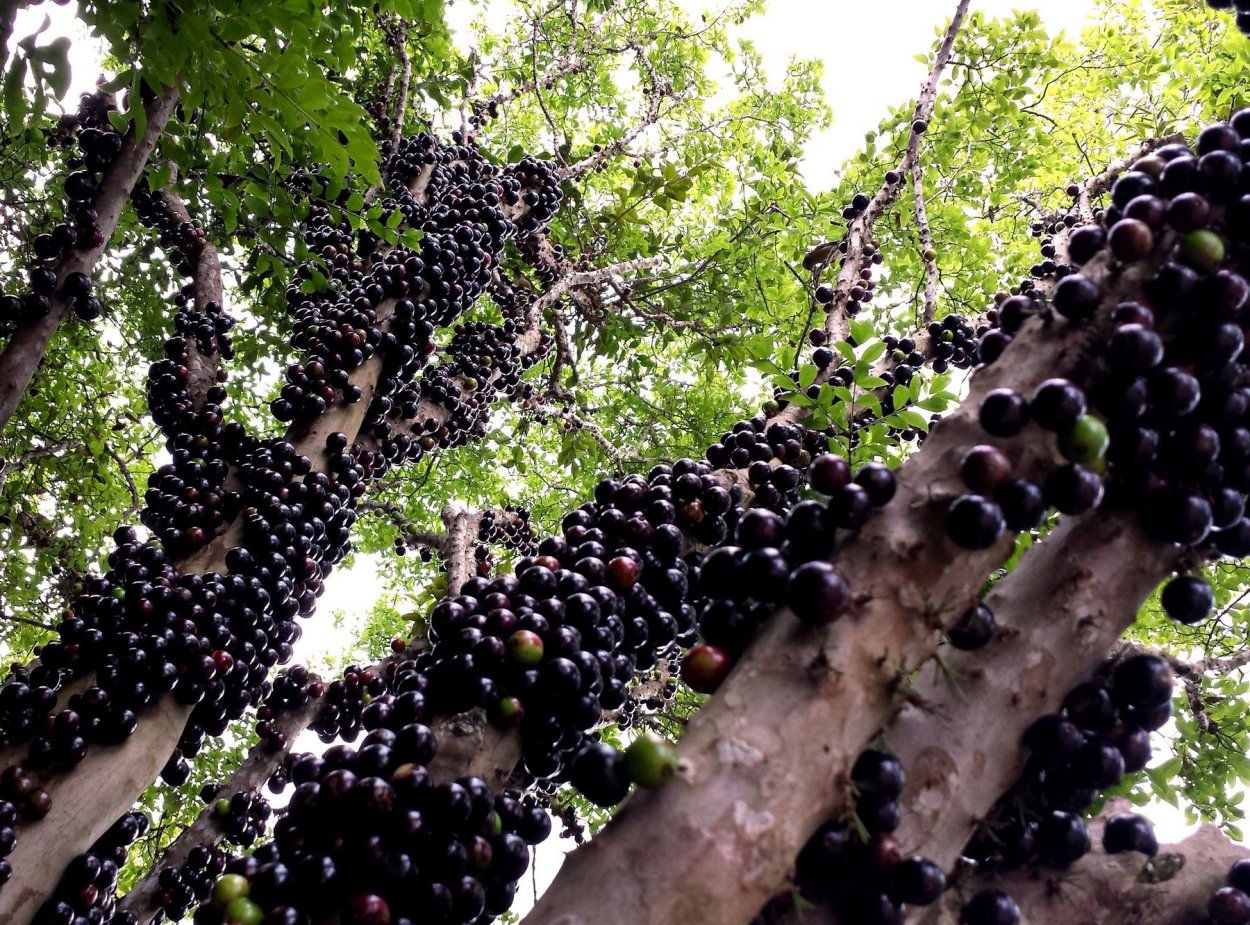 Жаботикаба плод