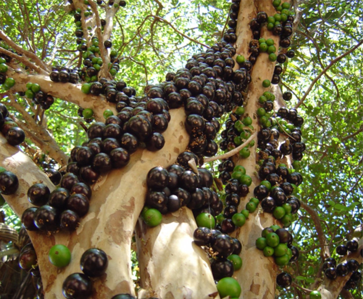 Виноградное дерево джаботикаба