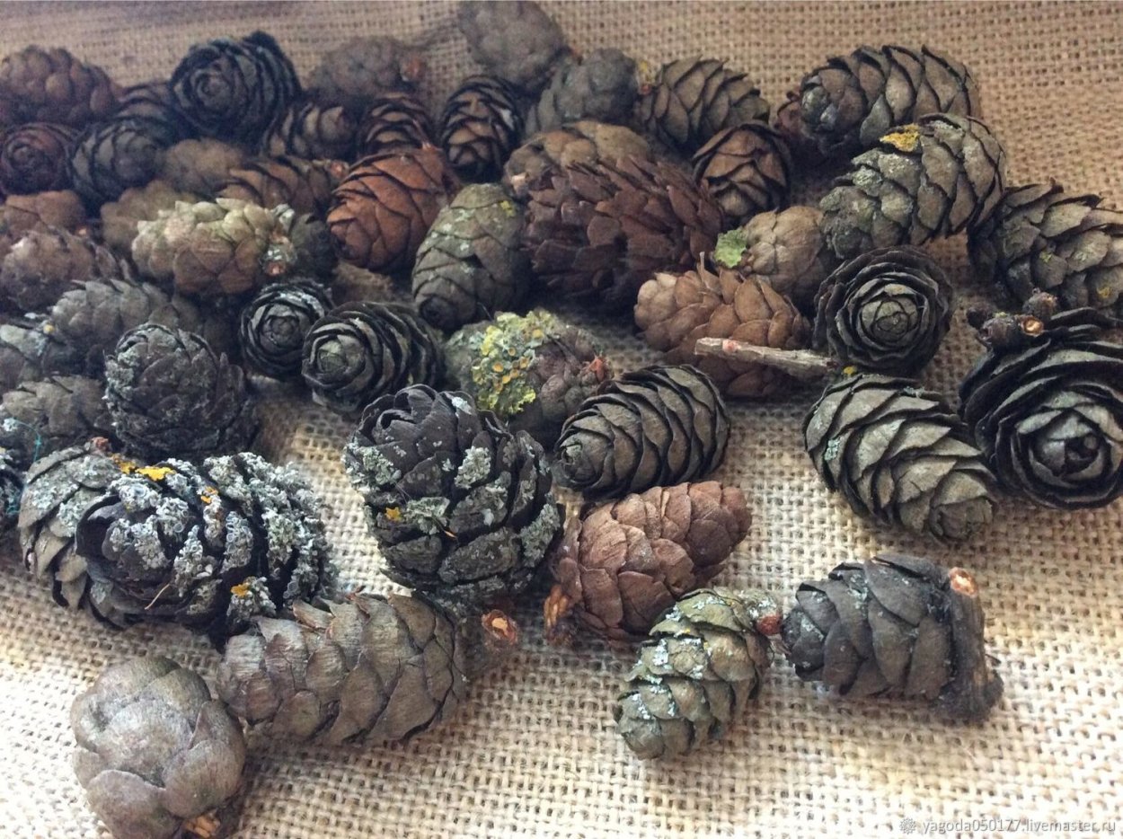 Высокая Полевая трава