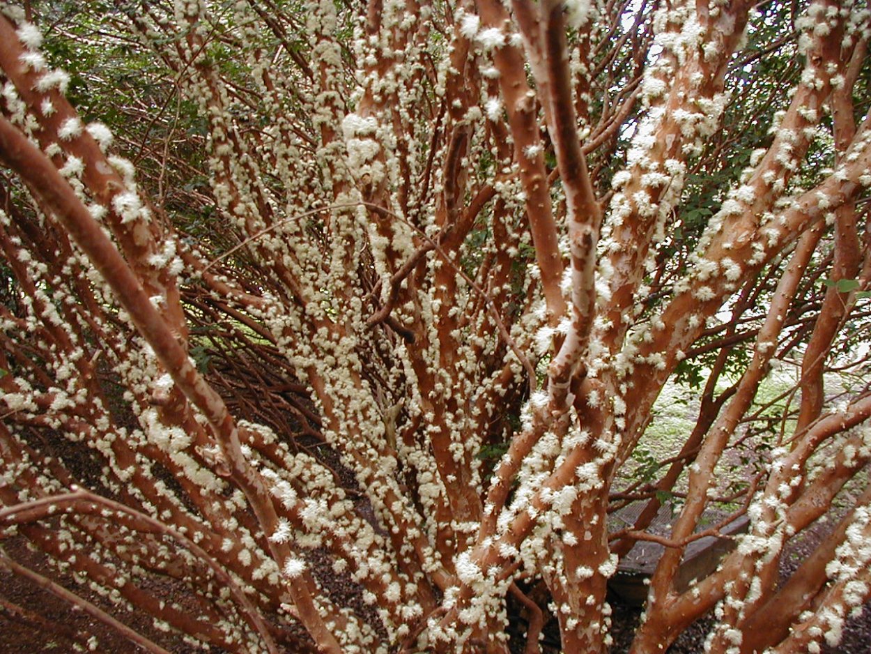 Жаботикаба растение