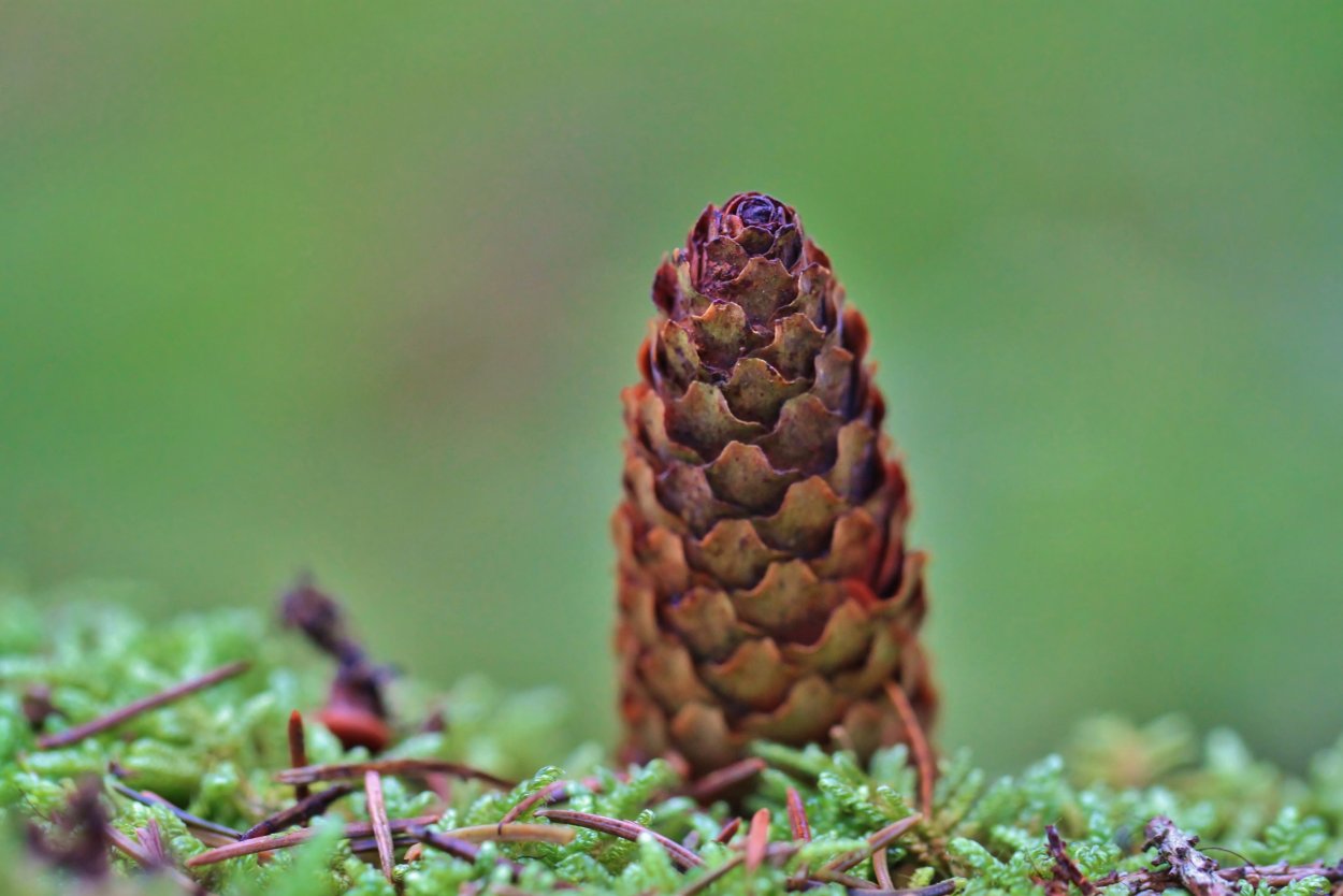 Разные шишки