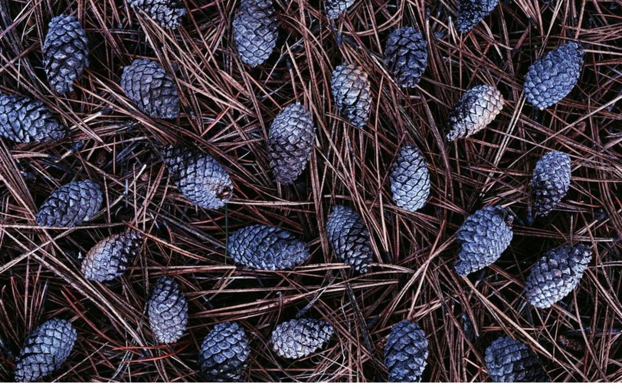 Шишки амбрового дерева