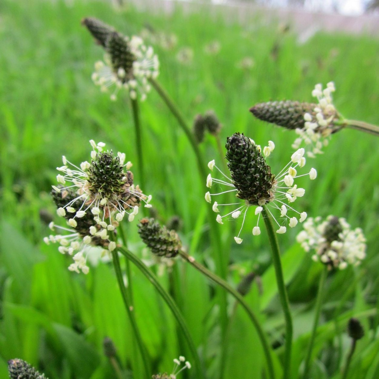 Дурман колючие плоды