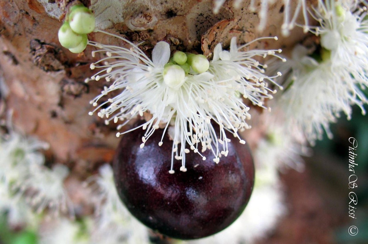 Виноградного дерева Жаботикаба