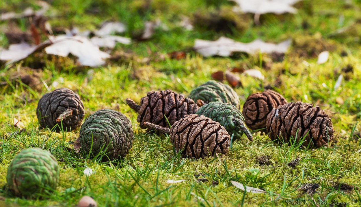 Много шишек