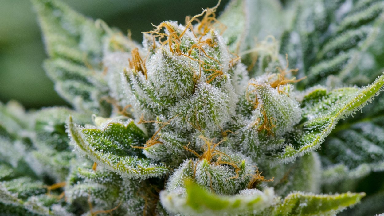 Плоды дурнишника