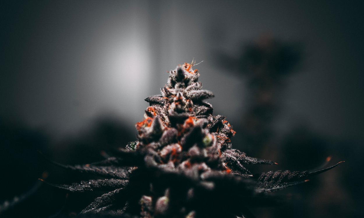 Белая трава