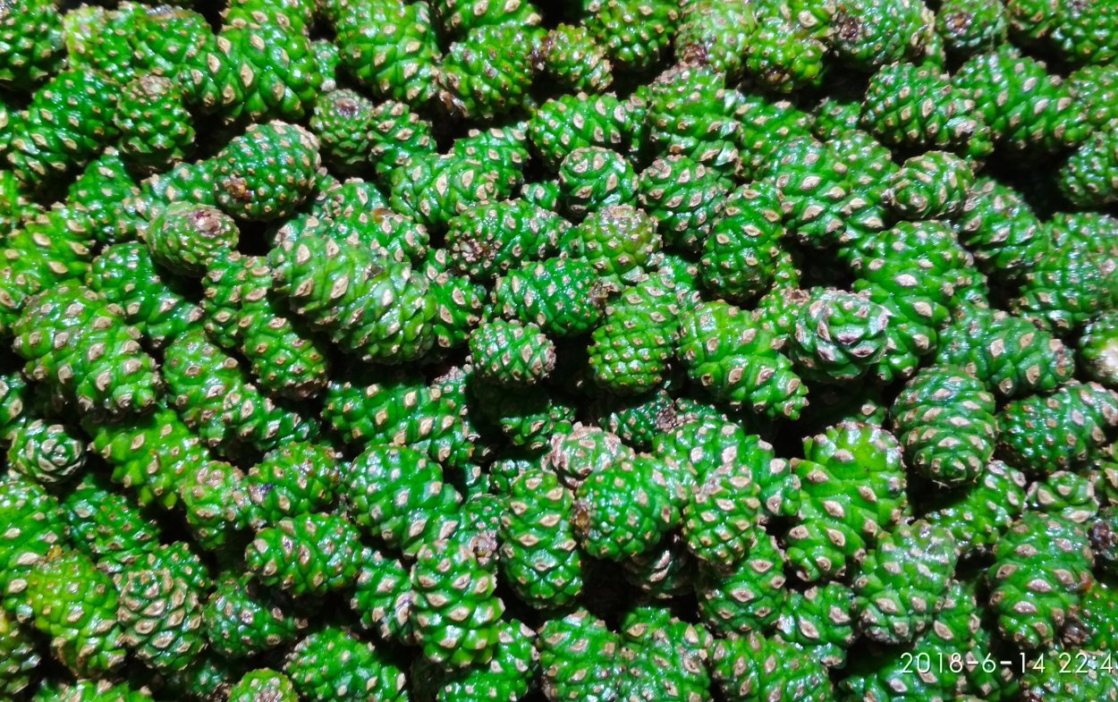 В сером мешочке шишка сосны весной