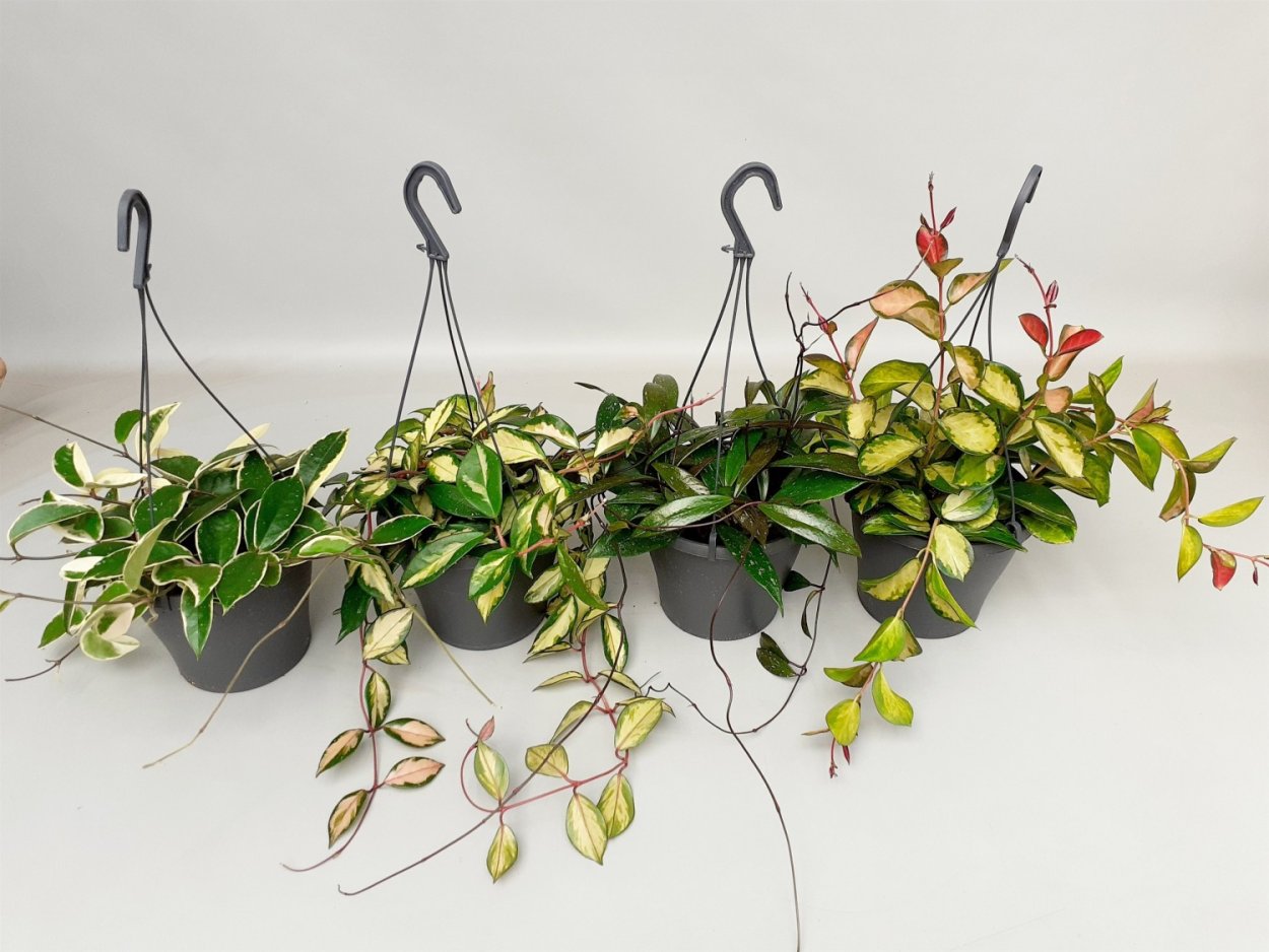 Хойя Овериг