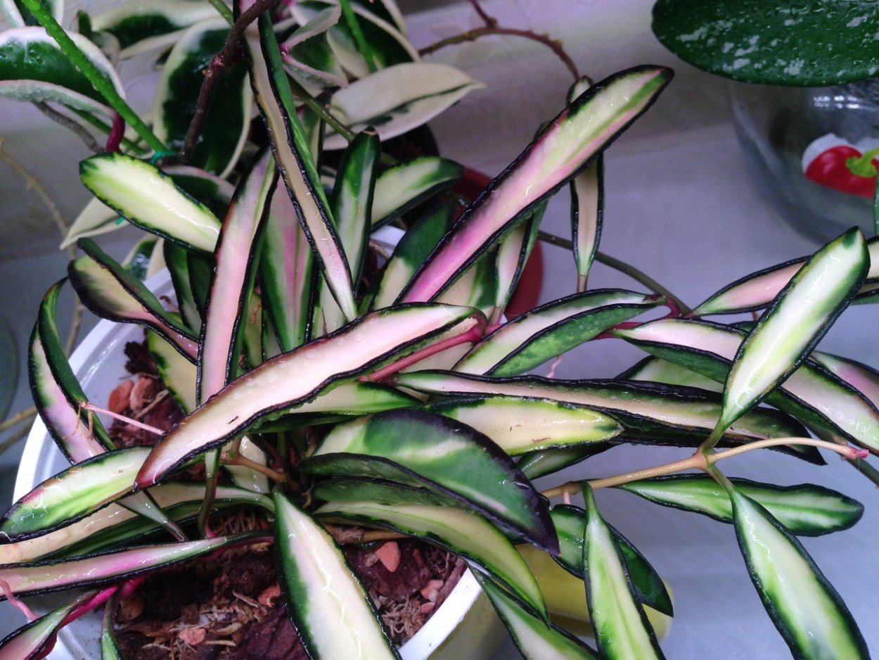 Hoya kentiana variegata