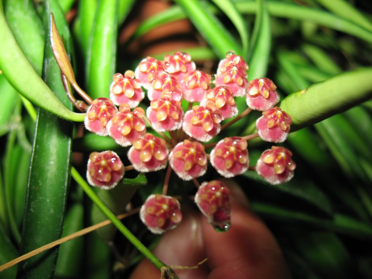 Хойя kentiana variegata