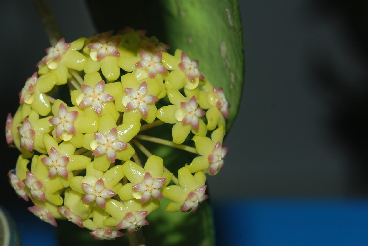 Хойя монетовидная