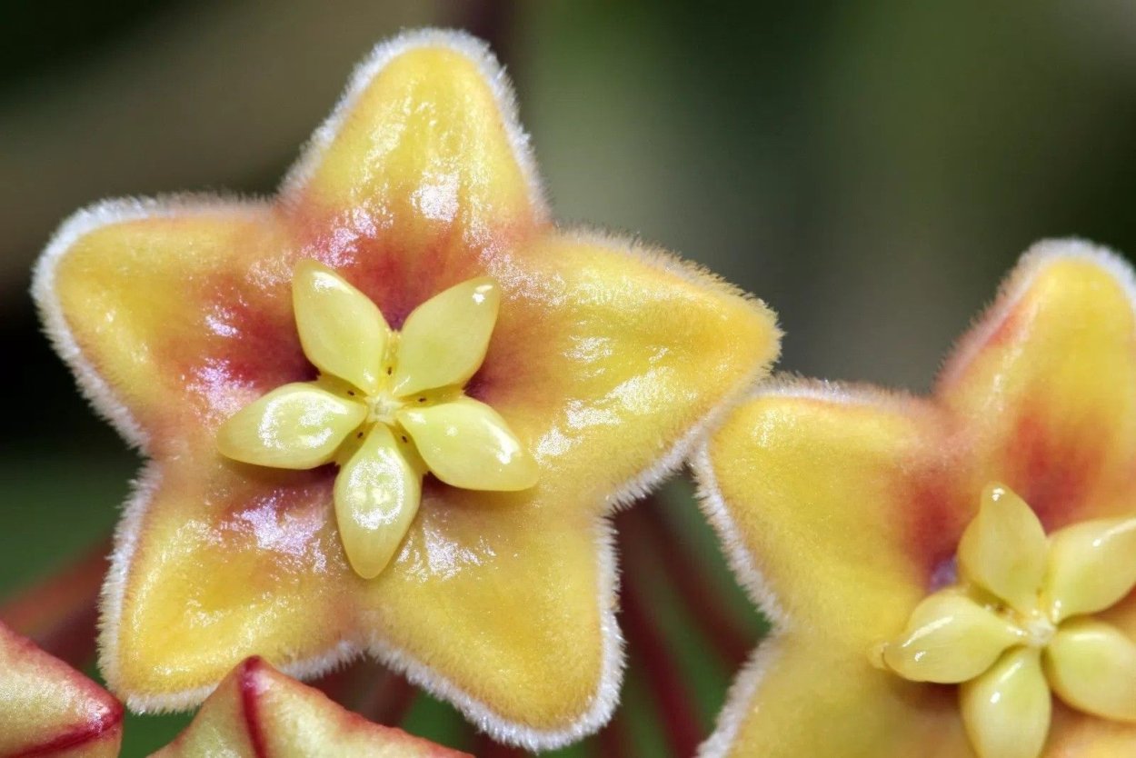 Хойя Нумилариодес