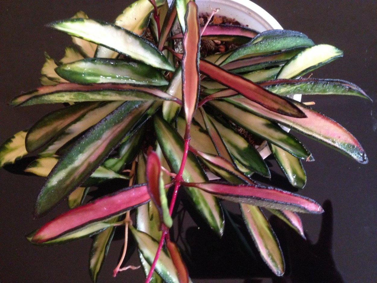 Хойя kentiana variegated