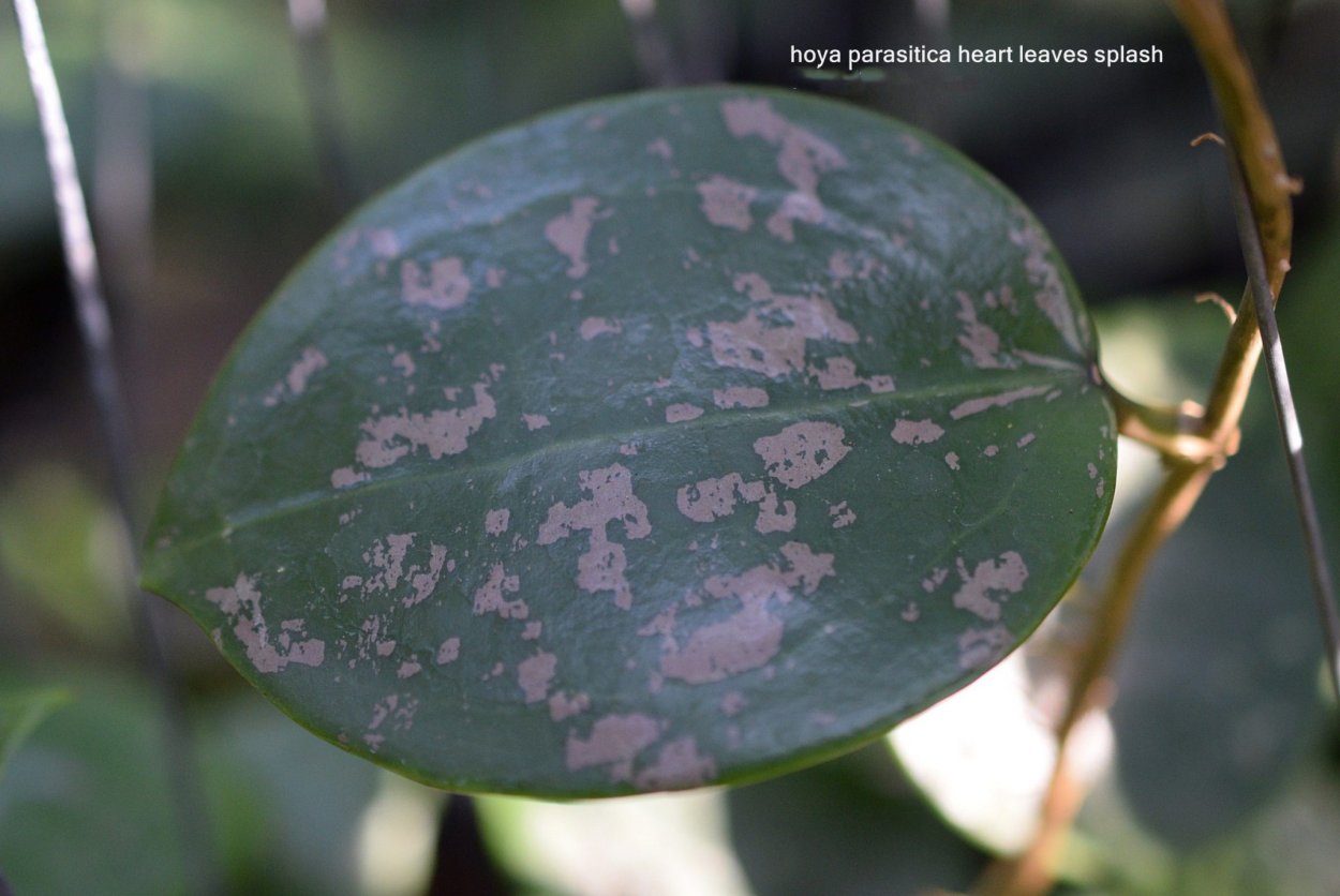 Сабвуфер FBT LS 61a