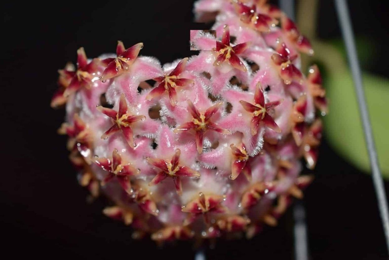 Хойя archboldiana