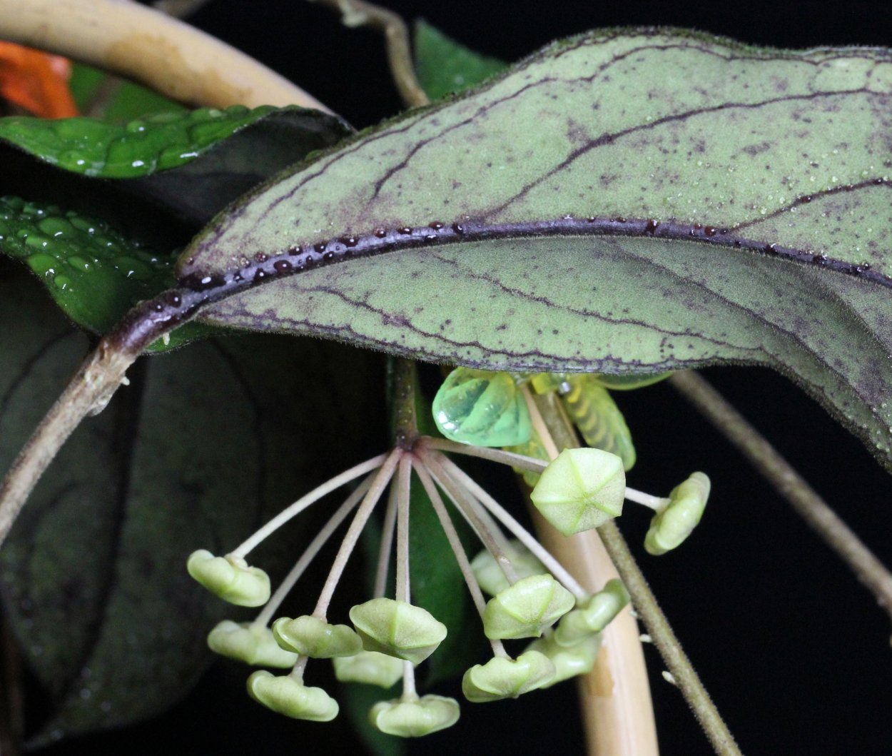 Цветок Хойя Карноза