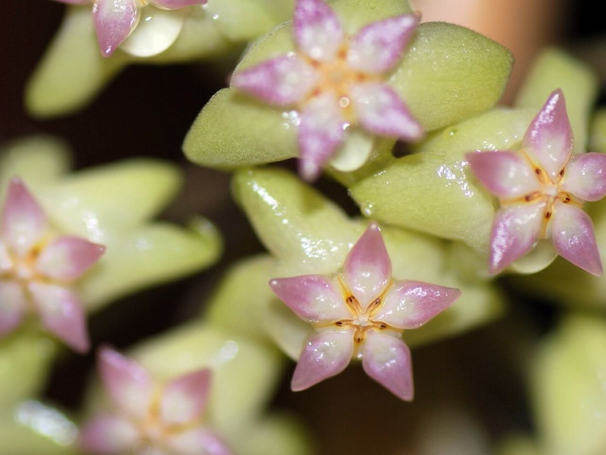 Хойя куртиси