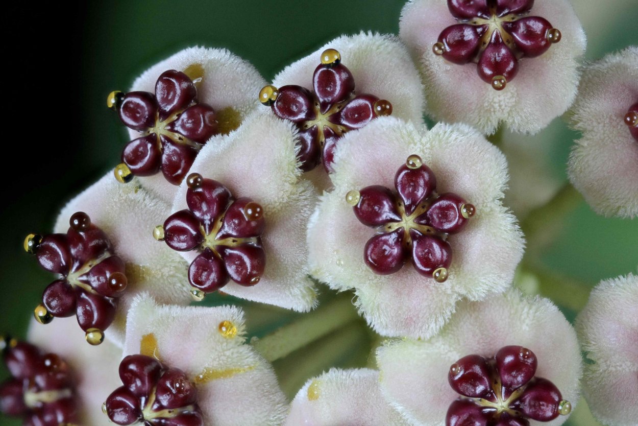 Хойя callistophylla Kalimantan