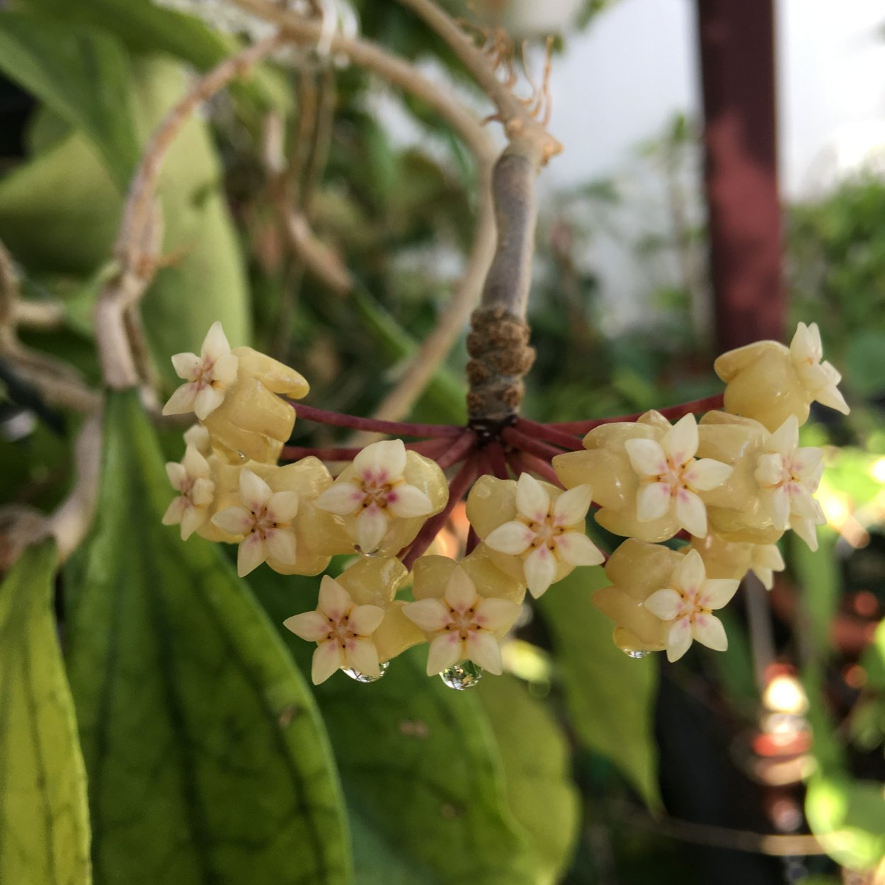 Хойя балаенсис balaensis