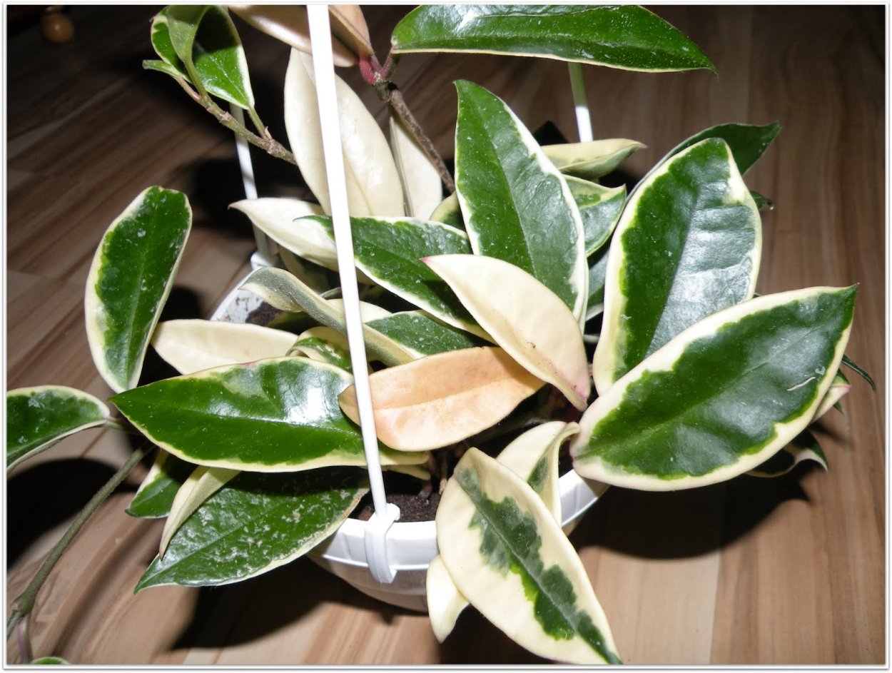 Hoya Макгилливрей