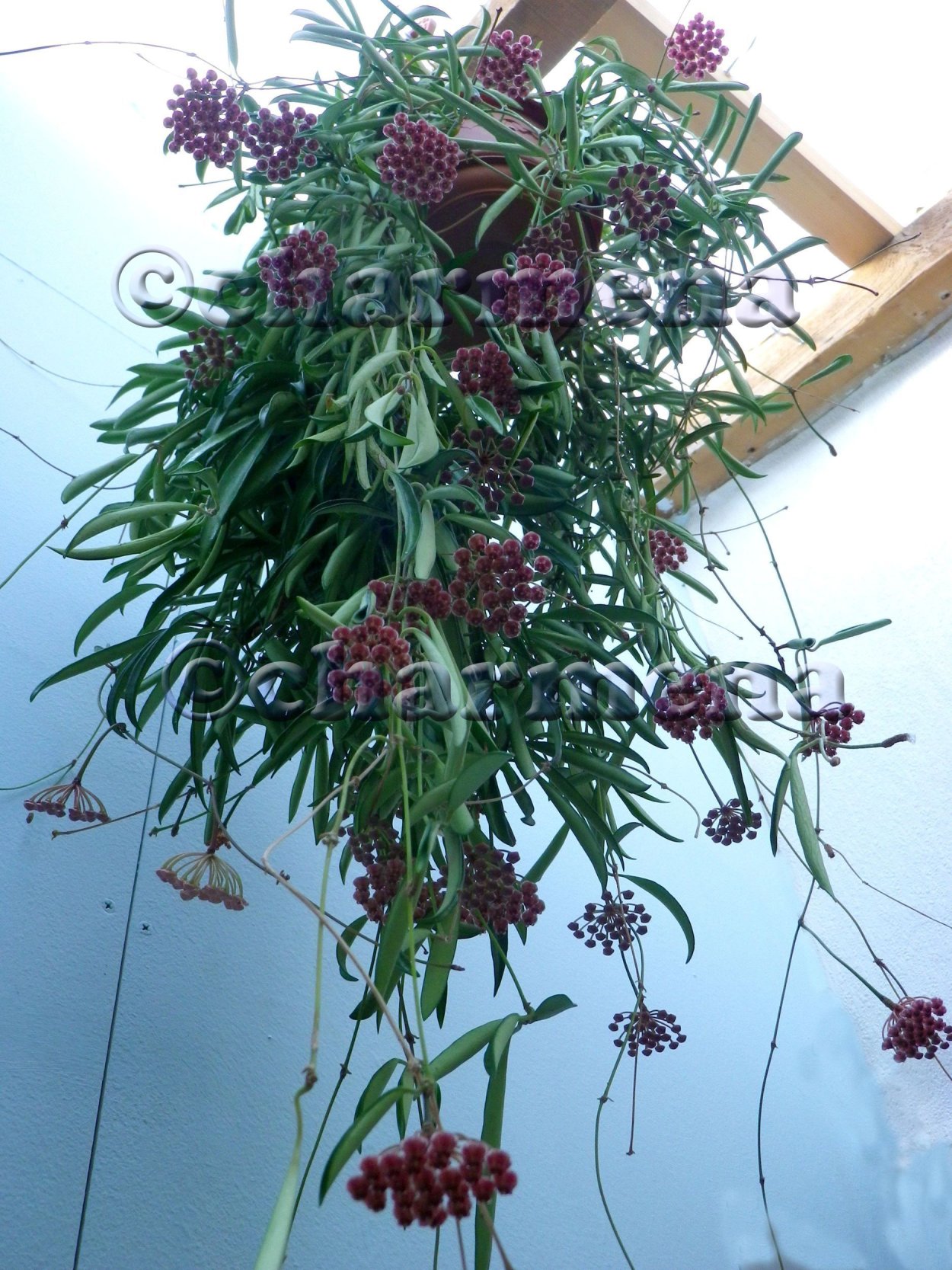 Хойя Кентиана