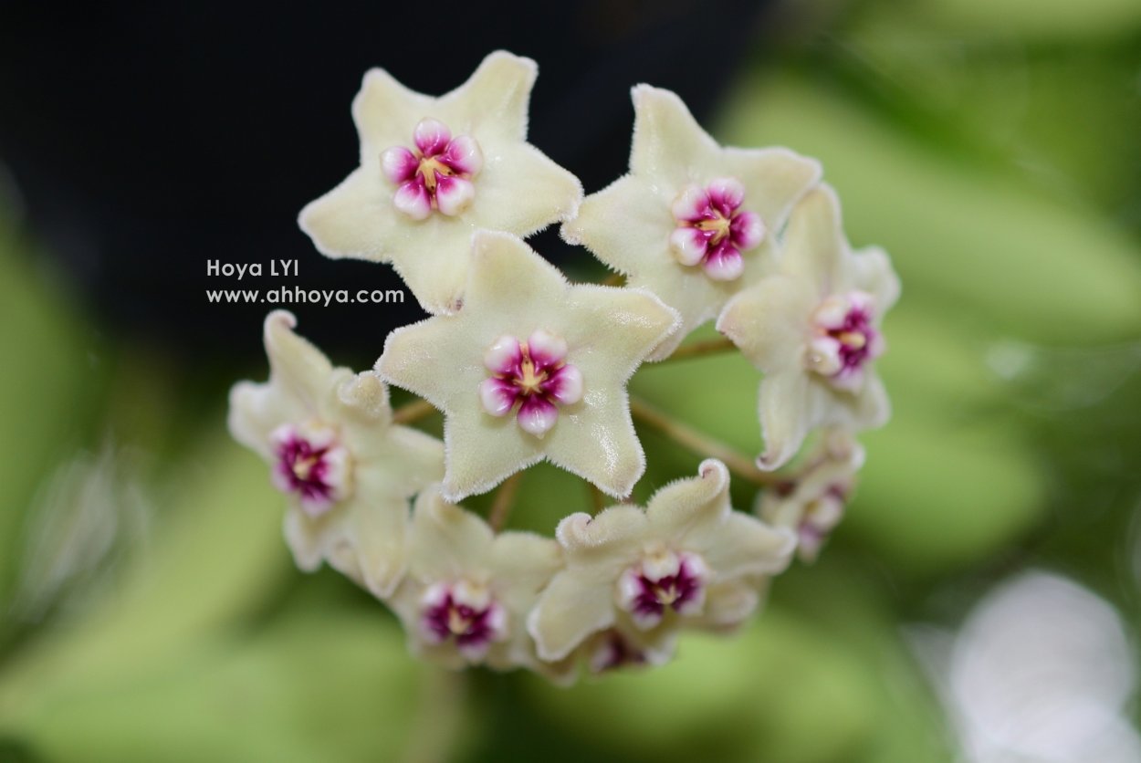 Хойя Акута Еллоу