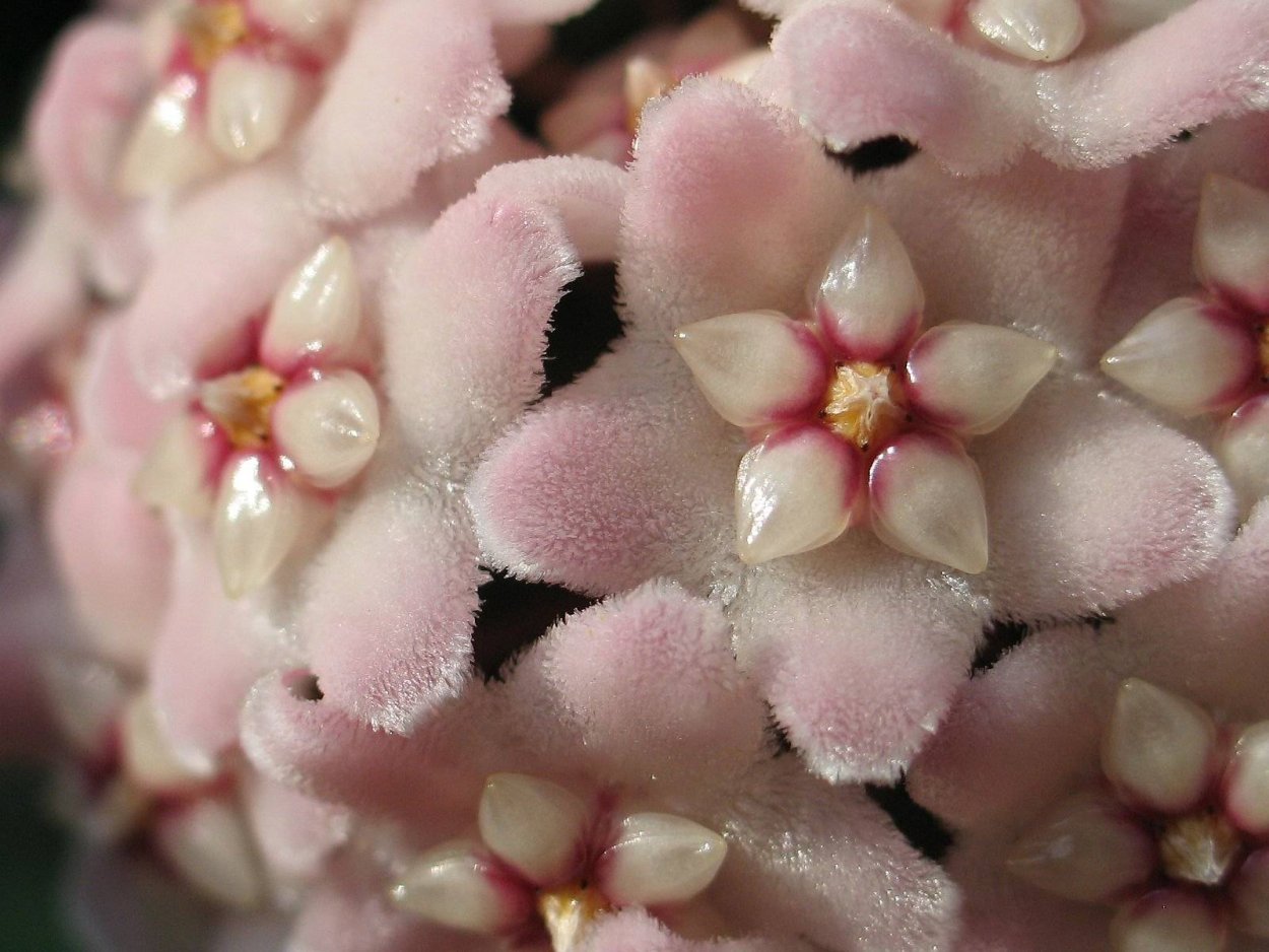 Хойя diversifolia