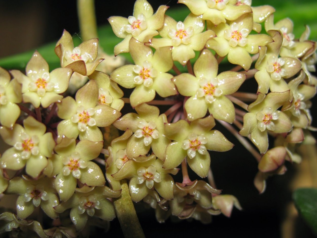 Hoya macrophylla цвет