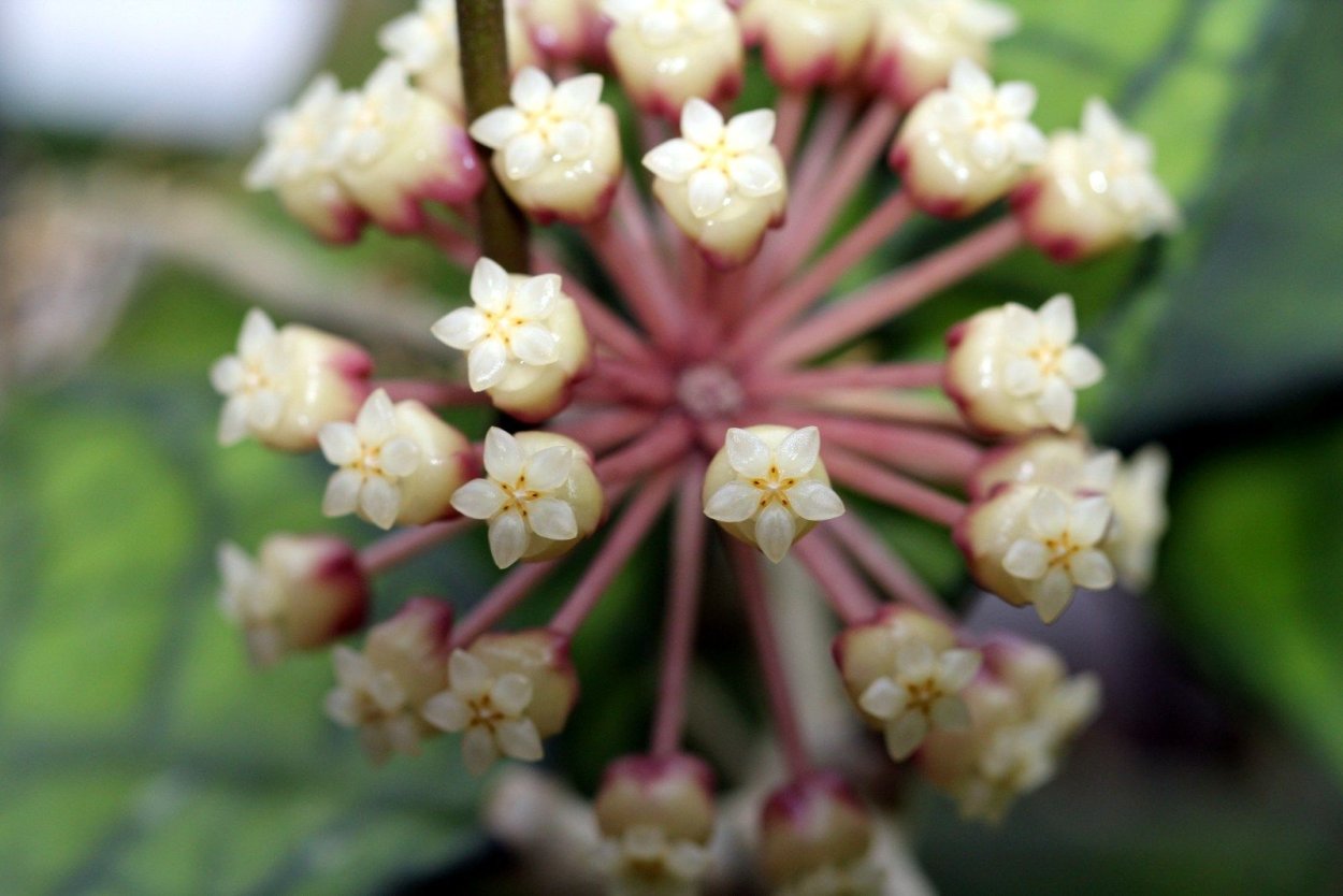 Хойи Hoya chewiorum